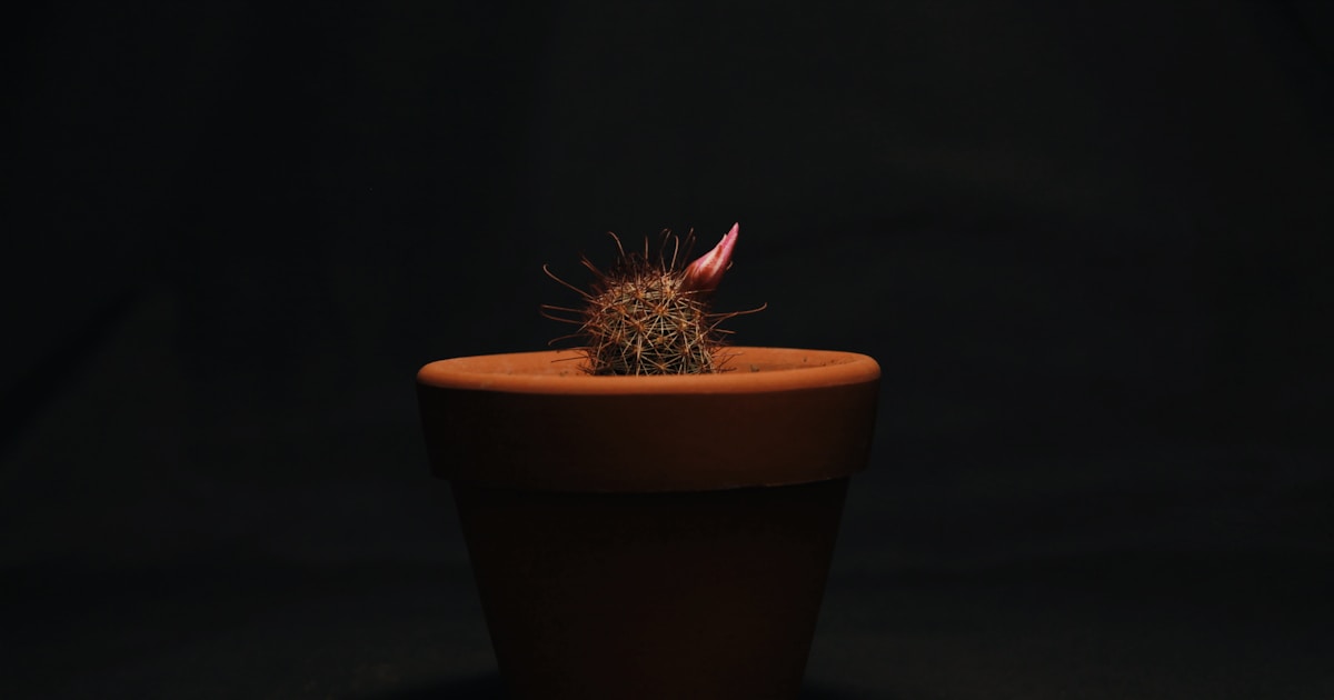 Building TradingLens - Professional Stock Market Intelligence Platform: An Indie Dev's Journey to 20-Second Insights