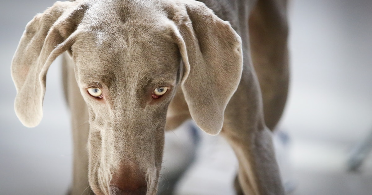 gray short coat large dog