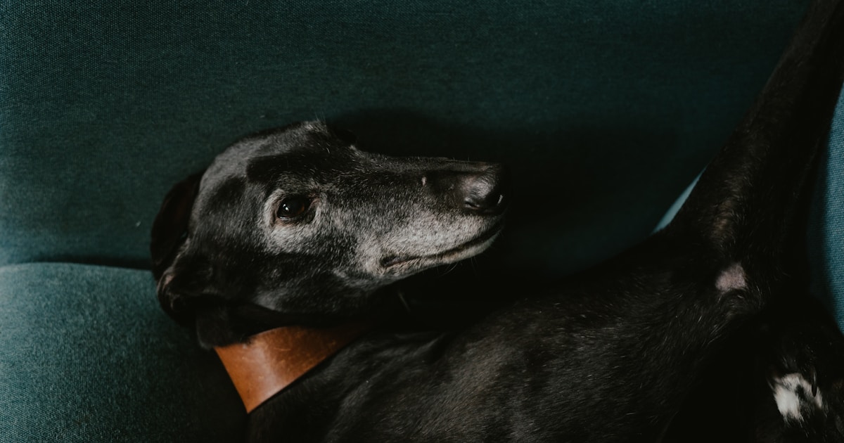 Introducing TradingLens - Professional Stock Market Intelligence Platform: AI-Powered Analysis in 20 Seconds