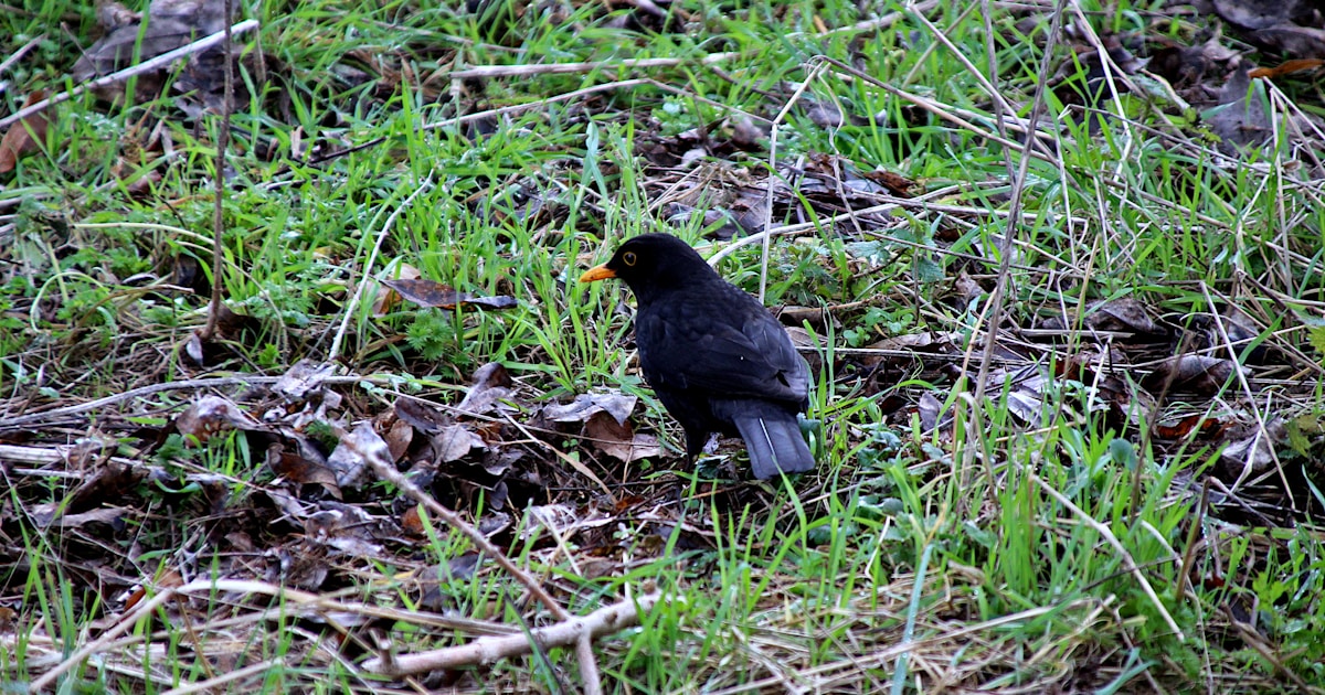 a black bird is standing in the grass