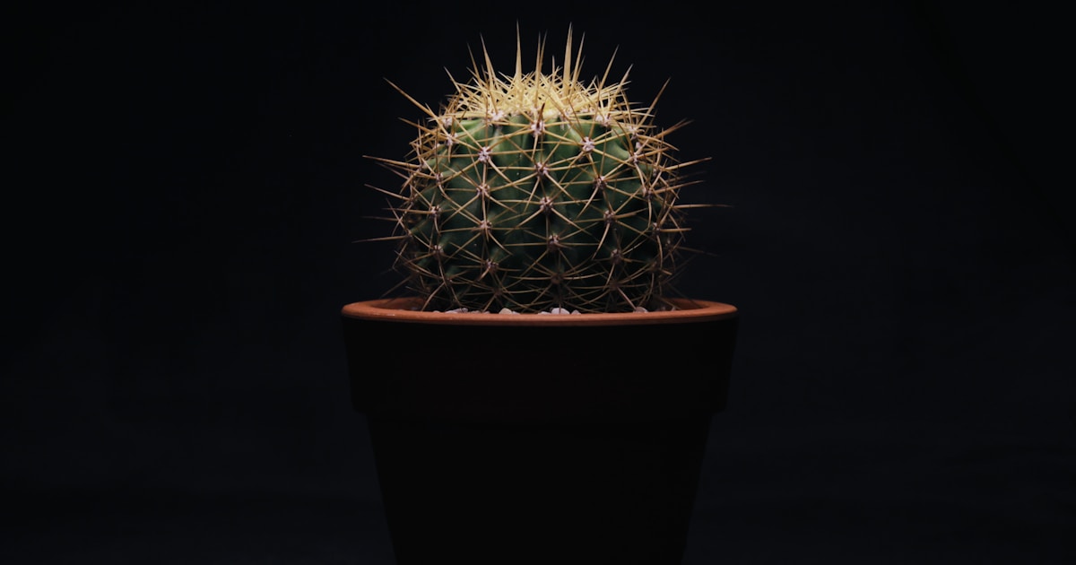 green cactus plant in brown pot