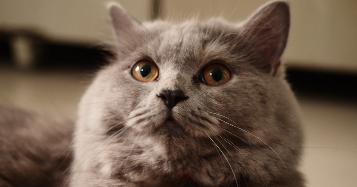 Cute cat with no neck