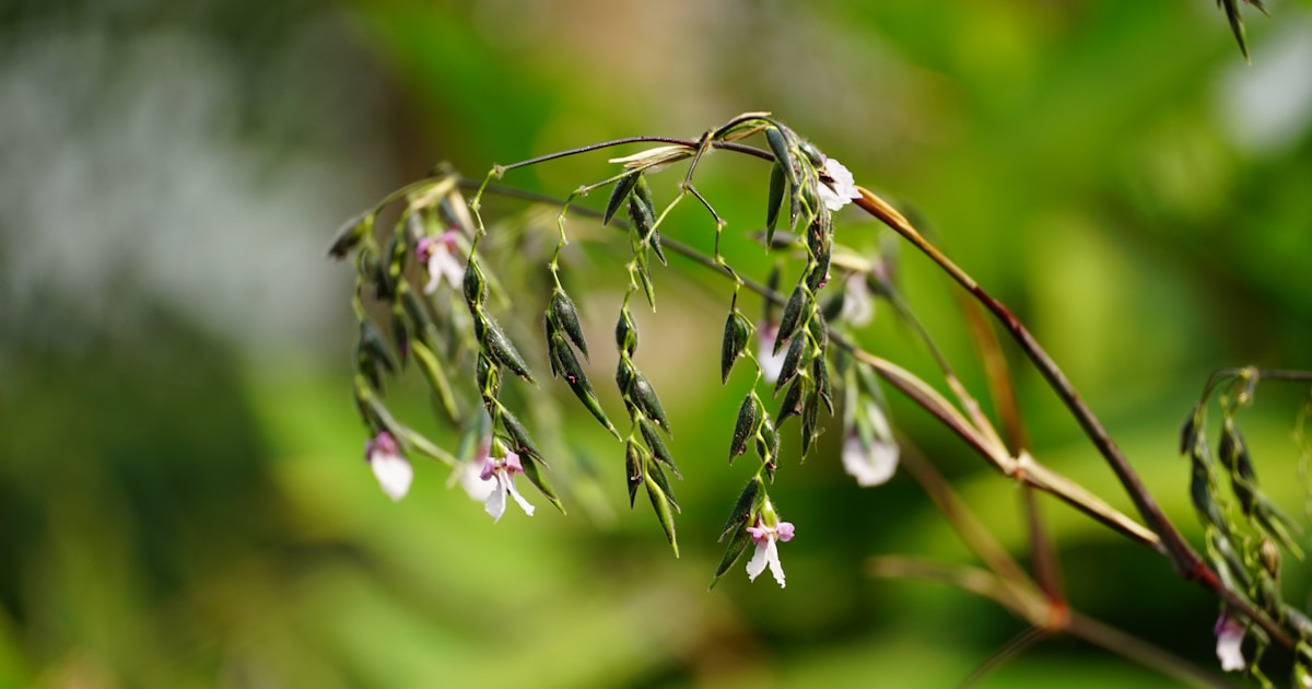 Delicate wild grass with small purple and white flowers.