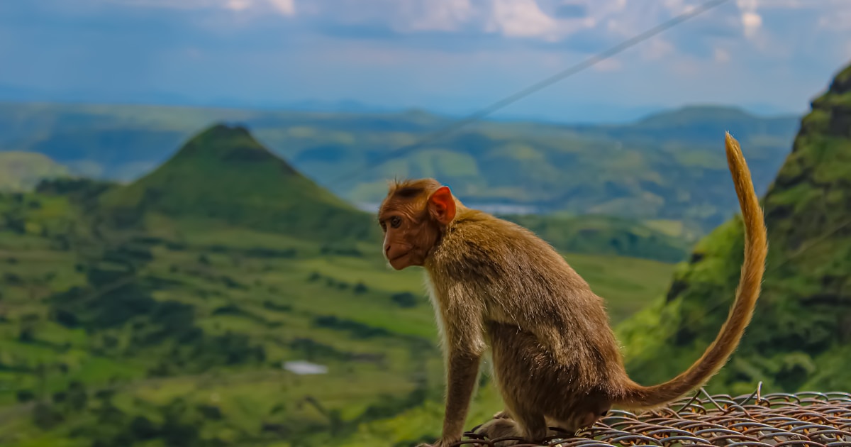 a monkey sitting on top of a wire fence