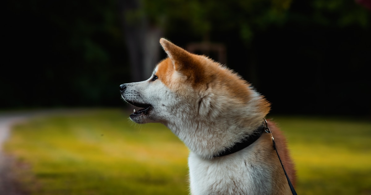 Akita dog on a leash looking to the side.