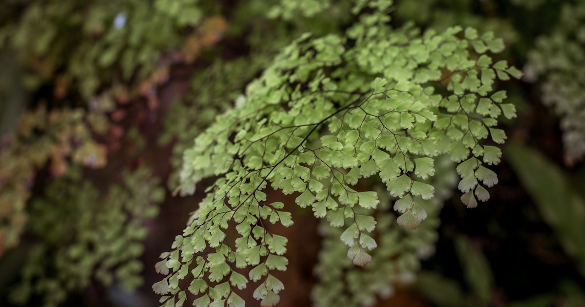 a close up of a green plant