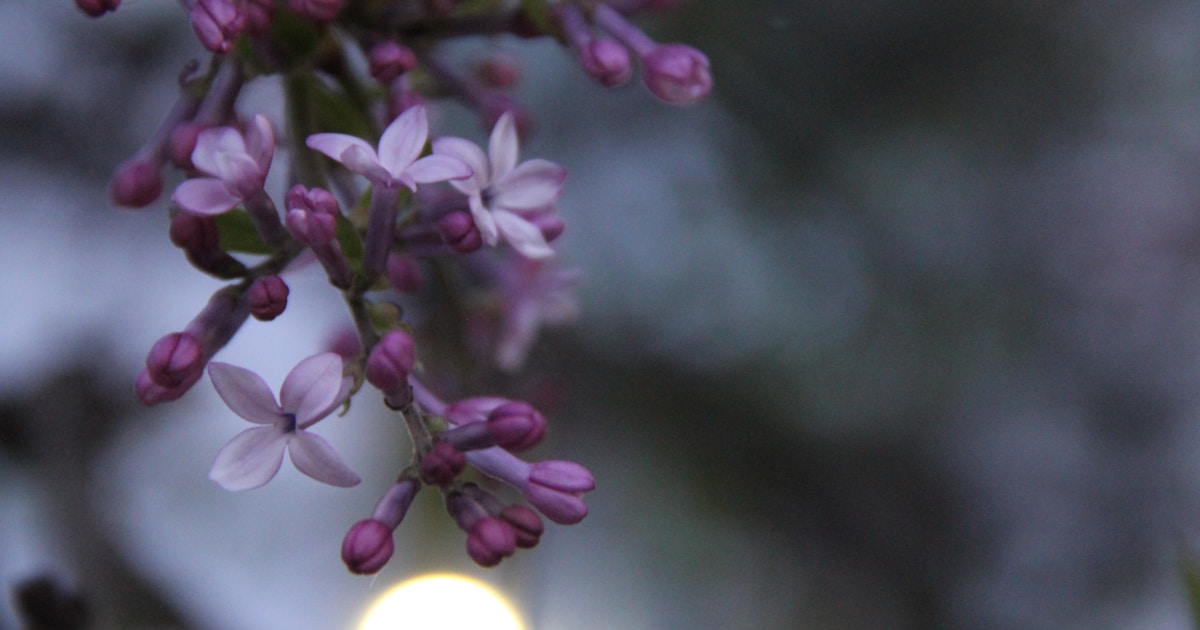 a close up of a flower on a tree branch