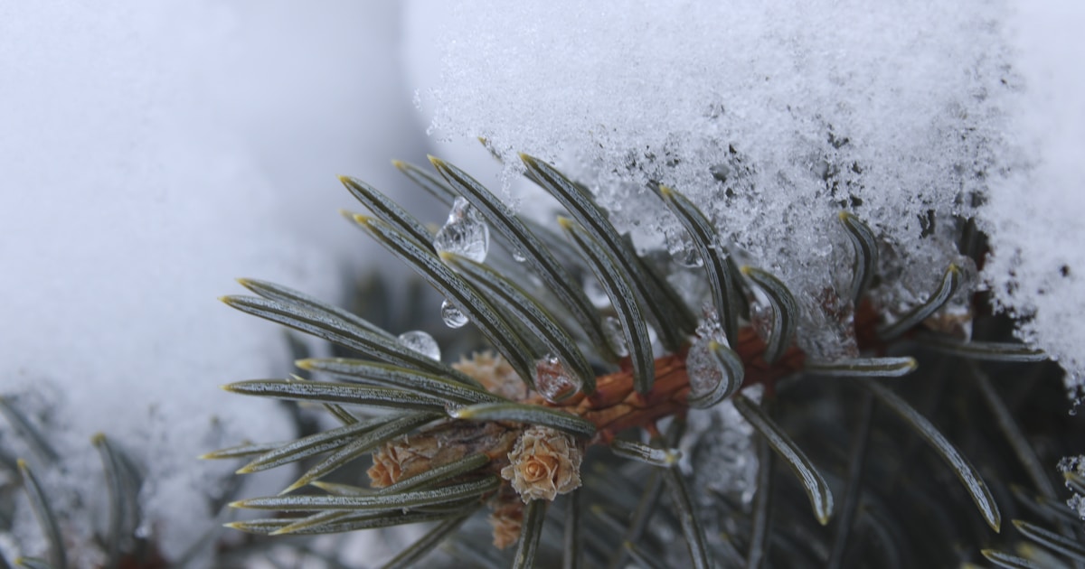 a pine tree branch covered in snow