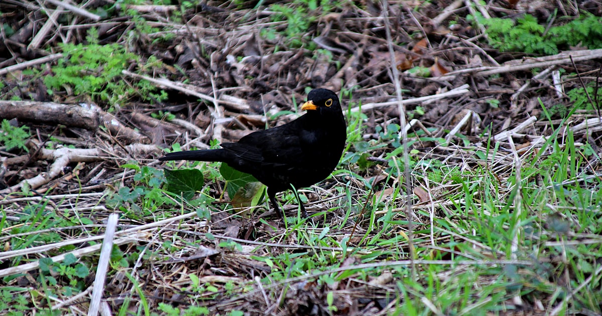 a black bird is standing in the grass