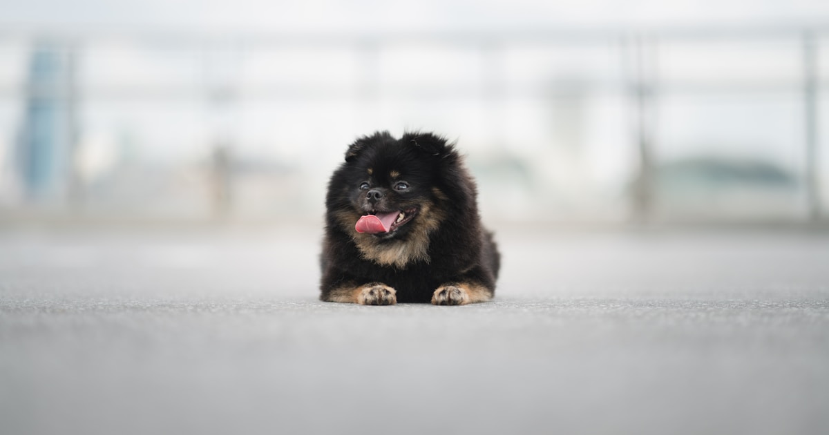 small cute black dog 