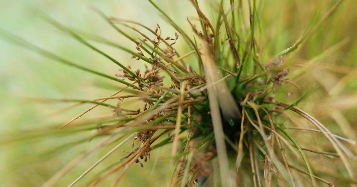 close up of grass