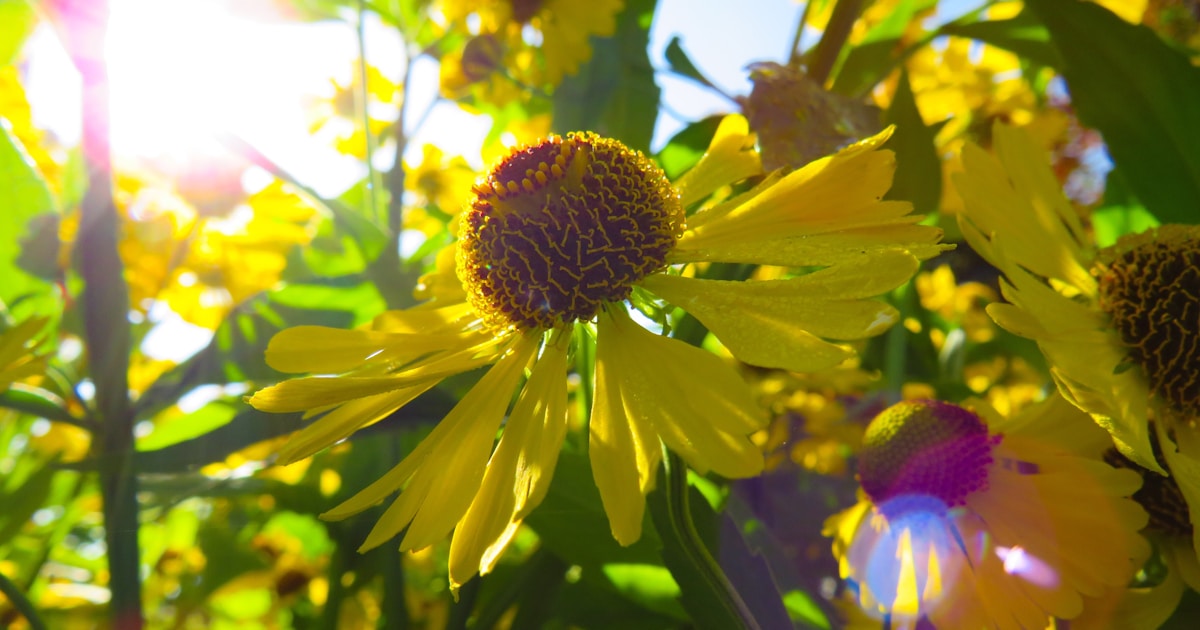 Bright sunny light is on the bright yellow flower