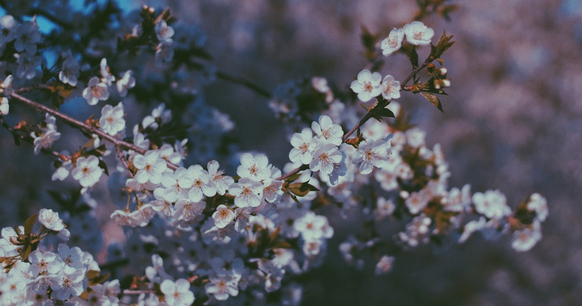a close up of flowers