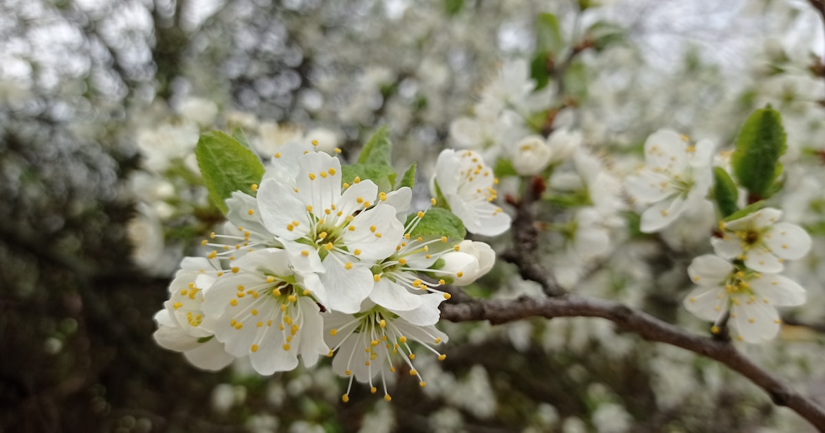 a close up of white flowers on a tree branch